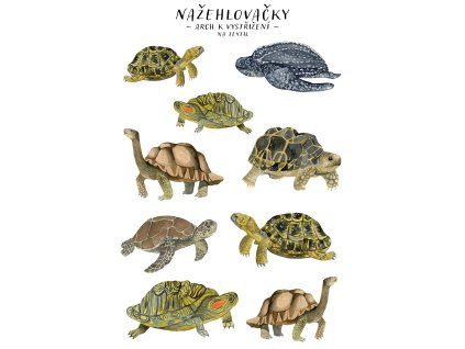 nazehlovacky zelvy mockup